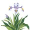 Iris Flower Wall Stencil | 1949 by Designer Stencils | Floral Stencils | Reusable Art Craft Stencils for Painting on Walls, Canvas, Wood | Reusable Plastic Paint Stencil for Home Makeover | Easy to Use & Clean Art Stencil